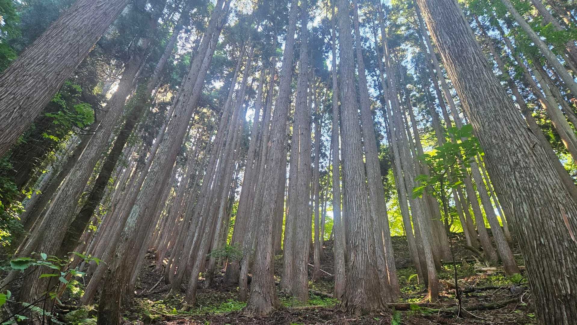 氷ノ山-氷ノ山 周回コースの写真