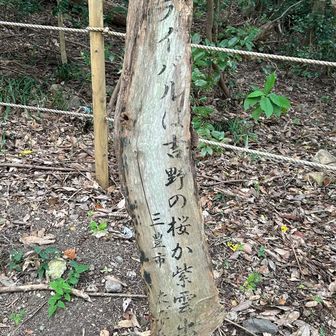 ライバルは吉野の桜か紫雲出山