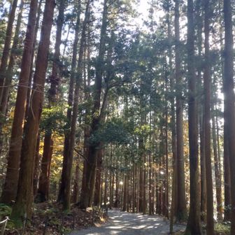 弥彦神社につながる路