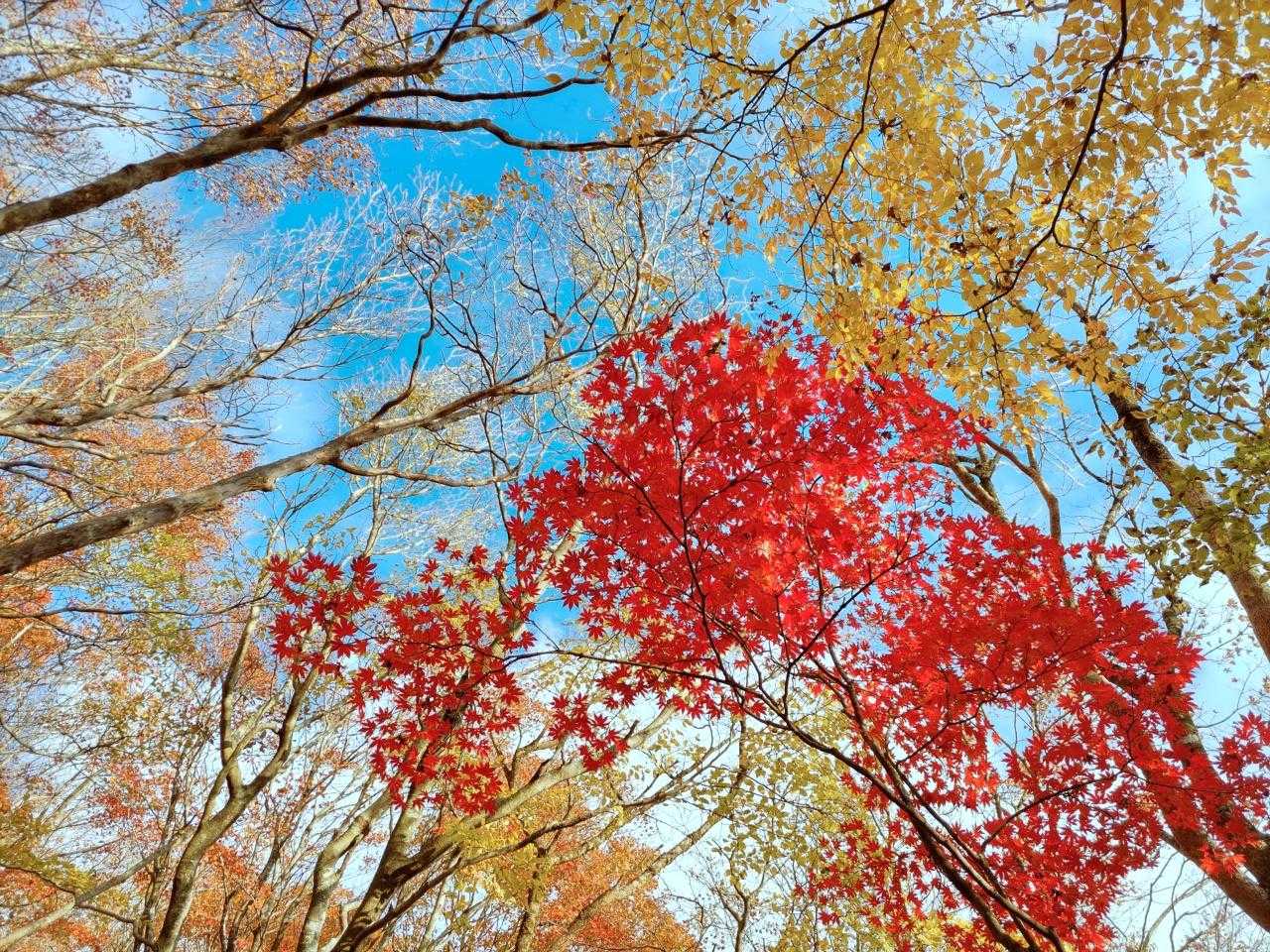 西登山口-由布岳 往復コースの写真