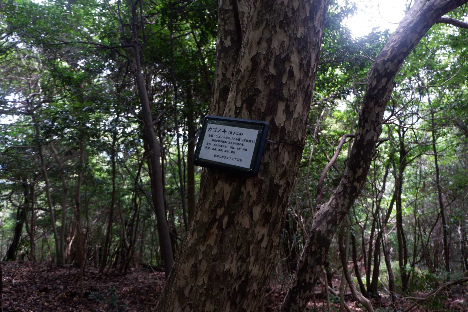 変わった木肌の木。
カゴノキ。