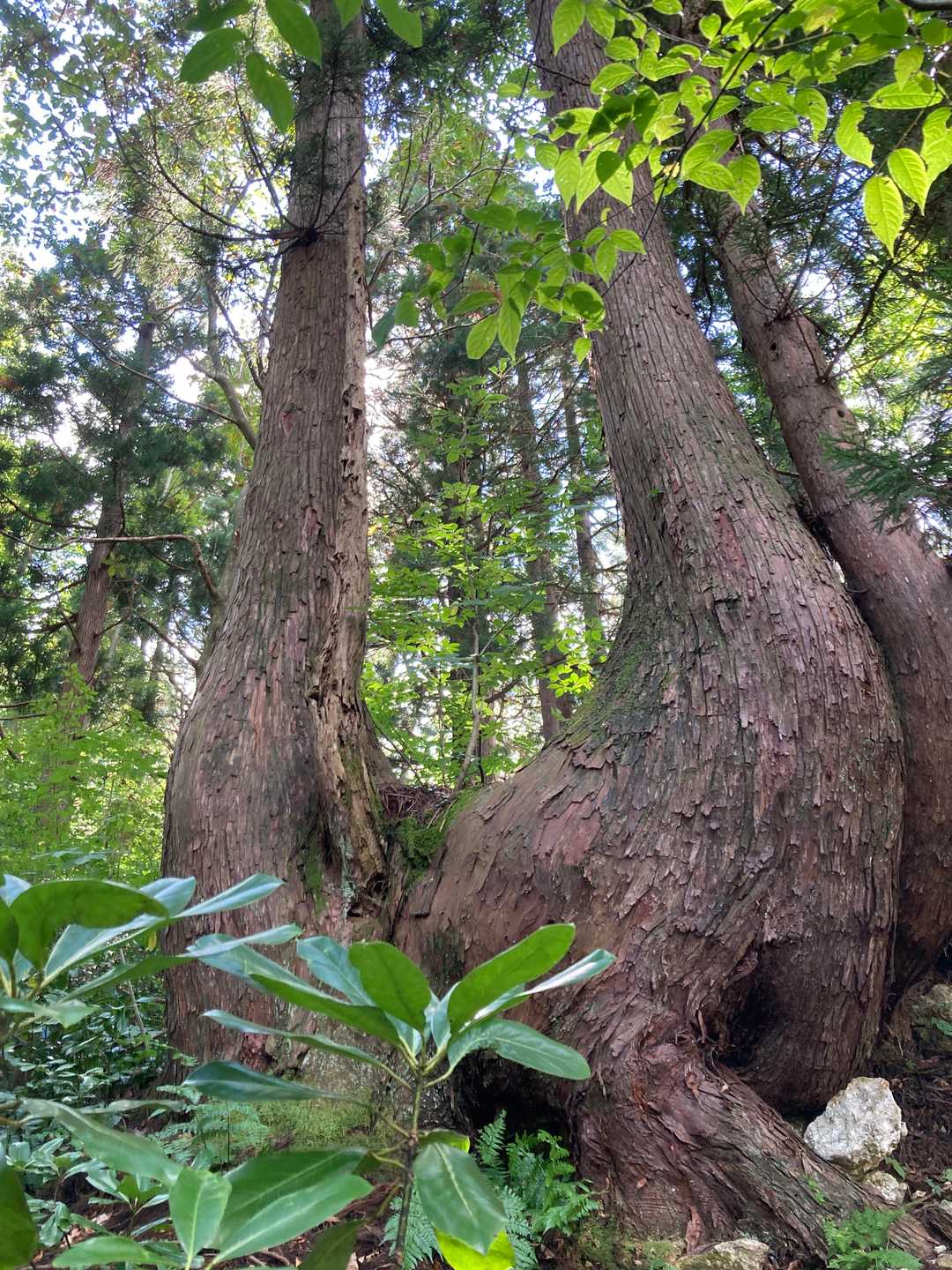 爼倉山登山口-爼倉山 往復コースの写真