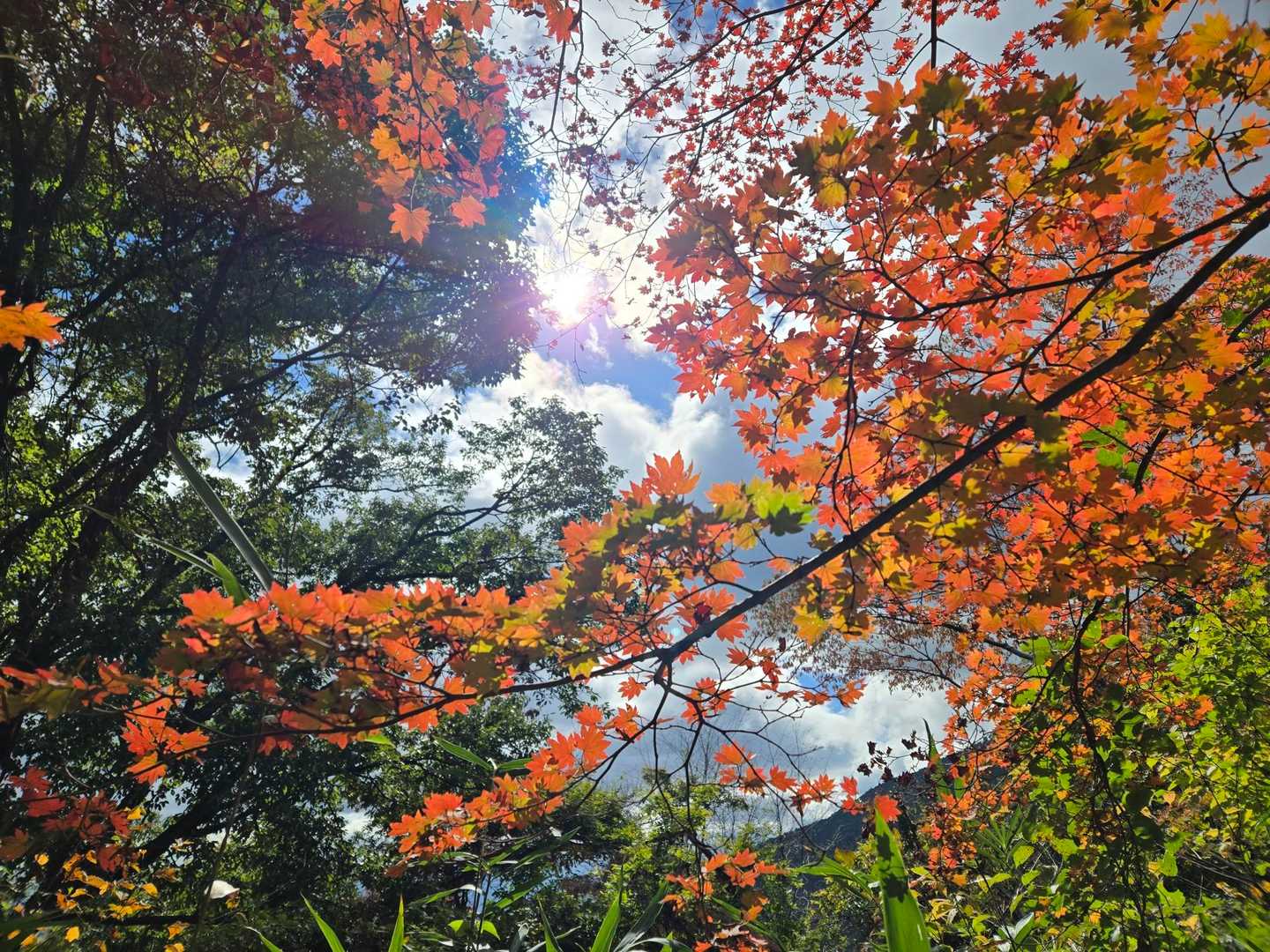 紅パラ🍁🍂分かる人だけ分かってε”ε”ε”(ﾉ* •ω• )ﾉ