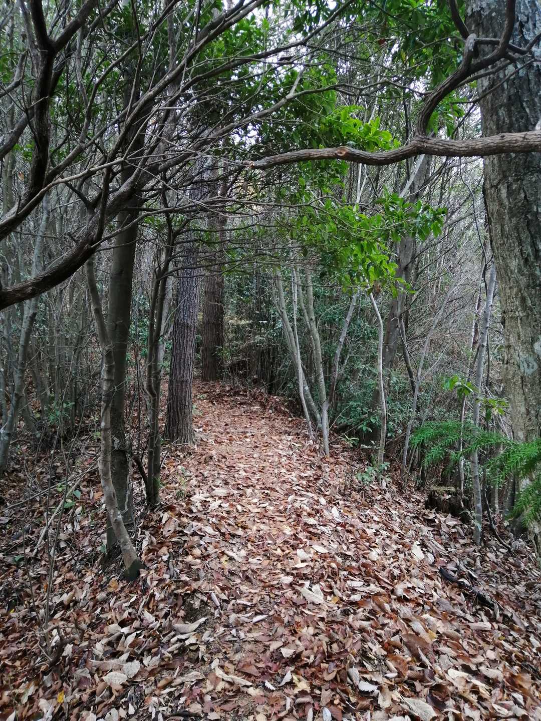 とても快適な登山道