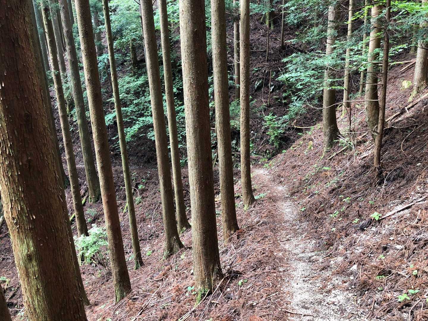 杉林を通り…