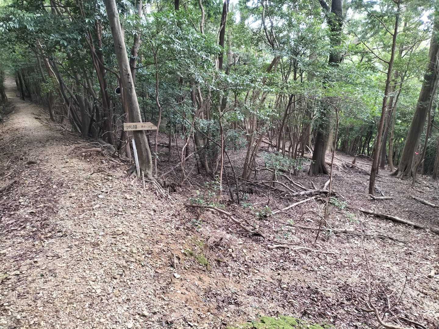 いつもは真っ直ぐ行くのですが、今日は右へ曲がっていやしの道へ行ってみます👍