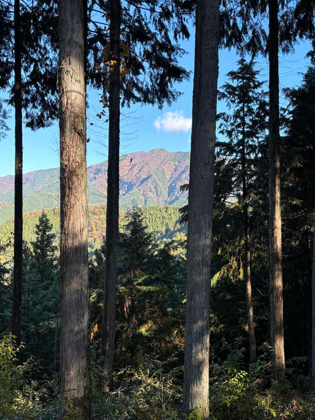 大岳山