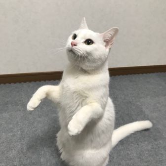 かなのすけ