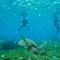 Blue shark