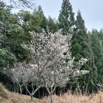熊野古道 小辺路 梅も真っ盛り！
さすが紀州。