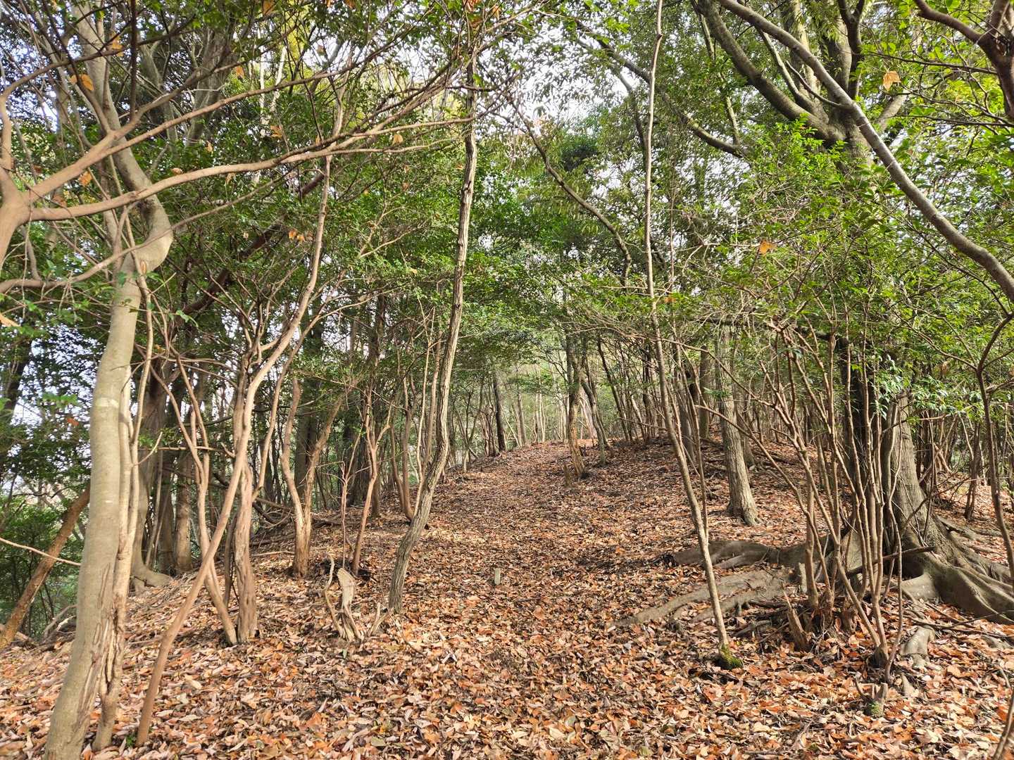 ふかふか登山道😀