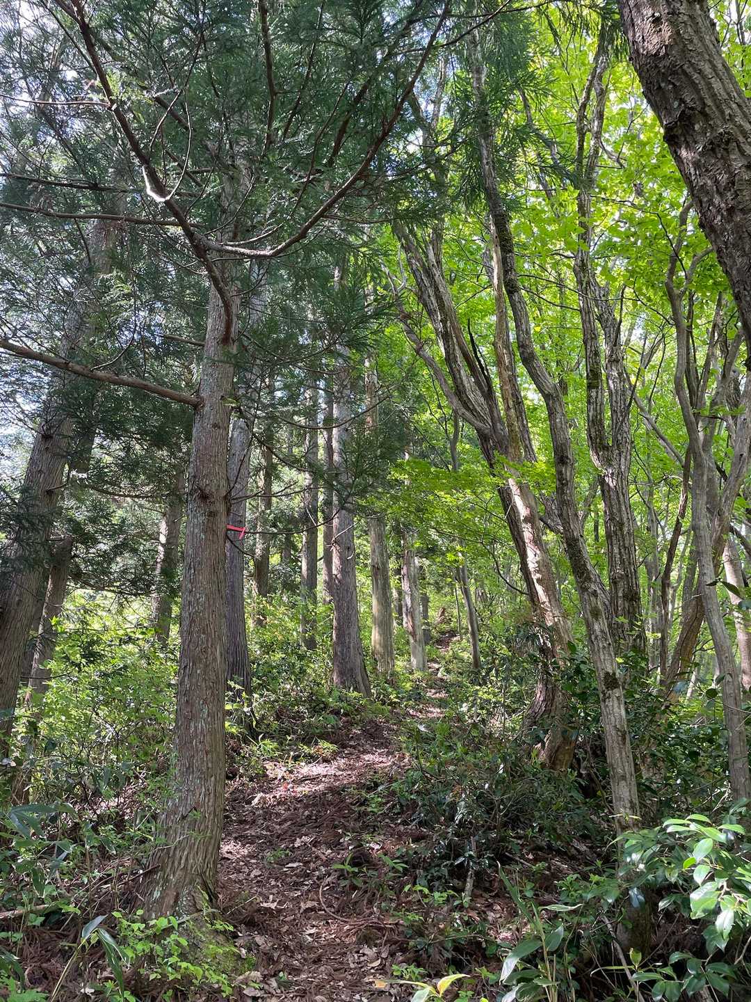 まずは、杉林を黙々と登ります