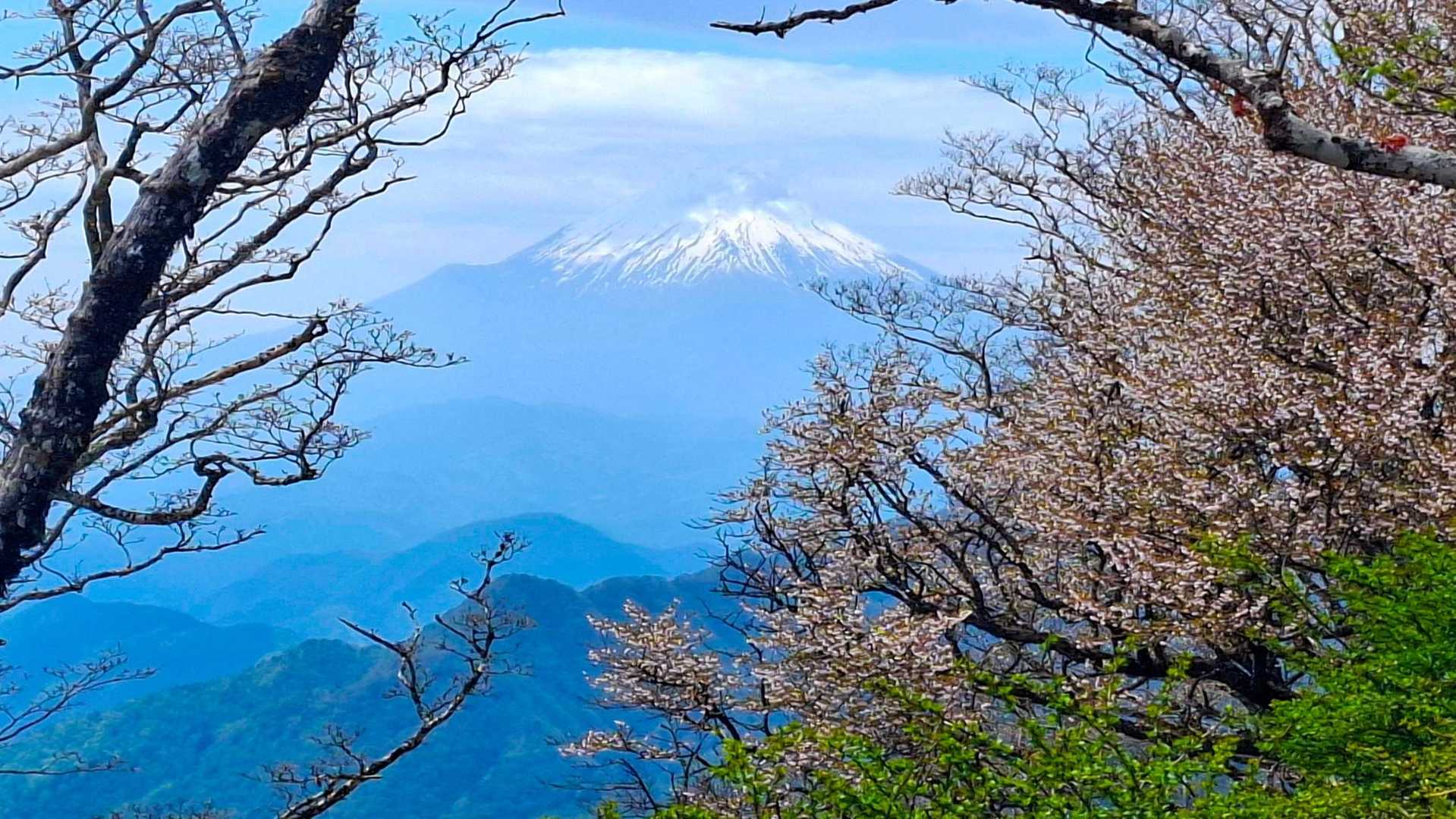 マメ桜と富士山