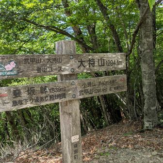 大持山も展望無し。電波無し。