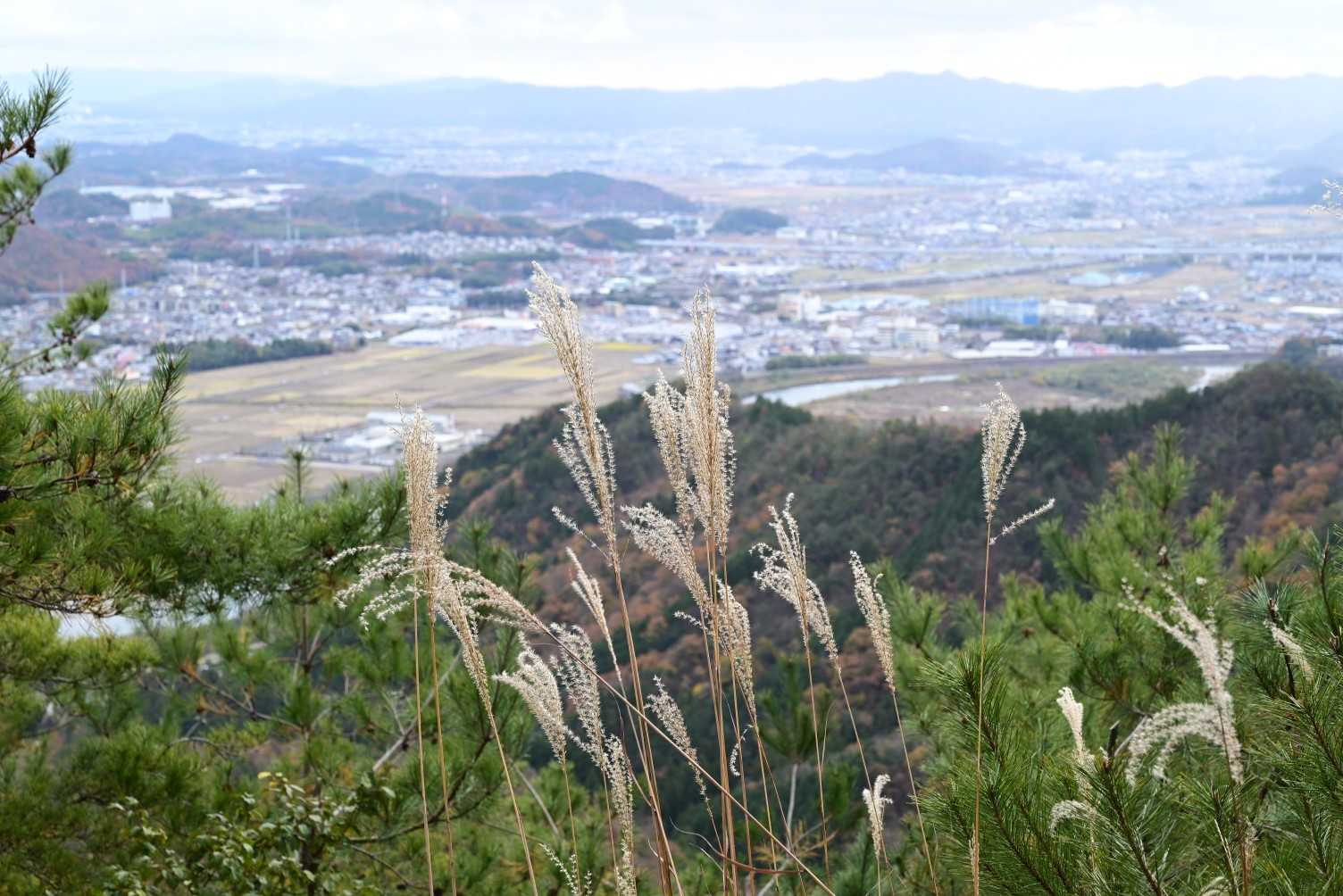 ススキ、なんかイイ