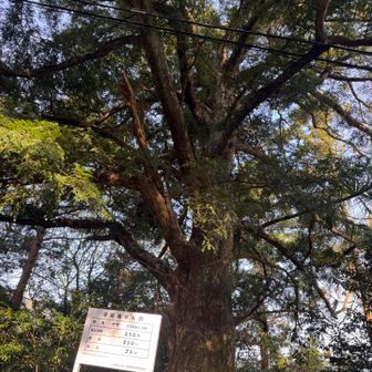 樹齢350年！