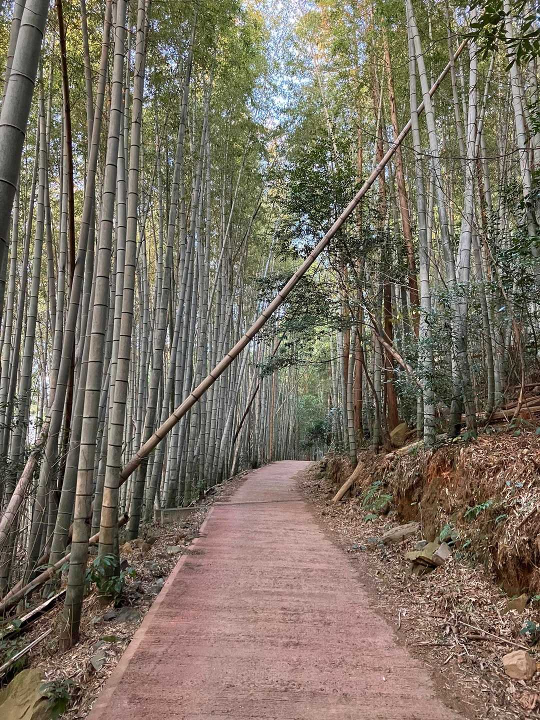 綺麗に掃除されてる登山道
有難い✨