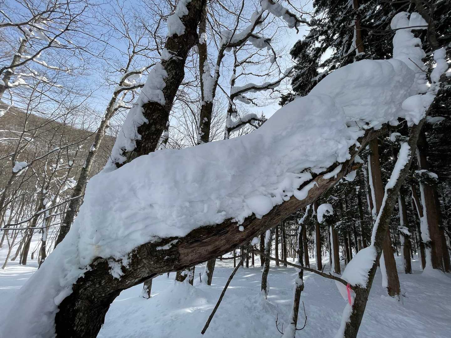 木の上の積雪90㌢位あるんです。写真では分かりづらいけど