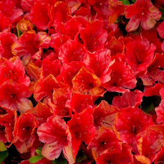 咲き残るヤマツツジの花