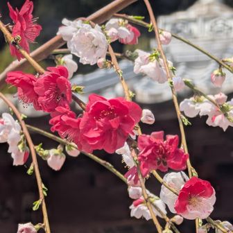 枝垂れの花桃かな？
1本の枝から🤍と❤️と🩷