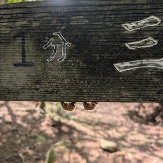 わかります？蝉の抜け殻。必ず看板に二匹w