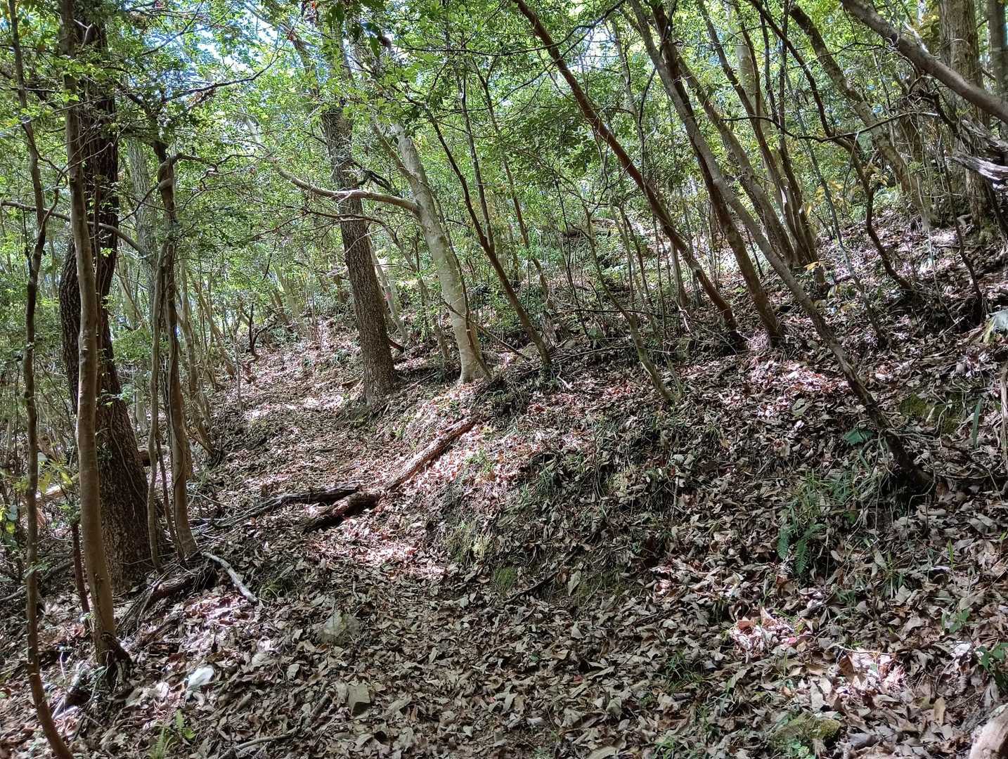 急登ルート登り尾根に