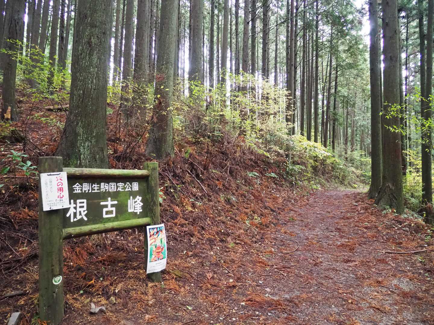 ここはYAMAPでもピークの山みたいだった。