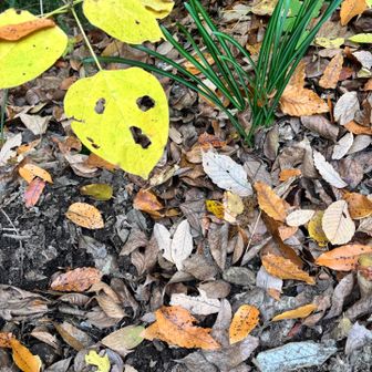 「チェッ、🐧全然会えねぇじゃん」
って感じの顔🌱