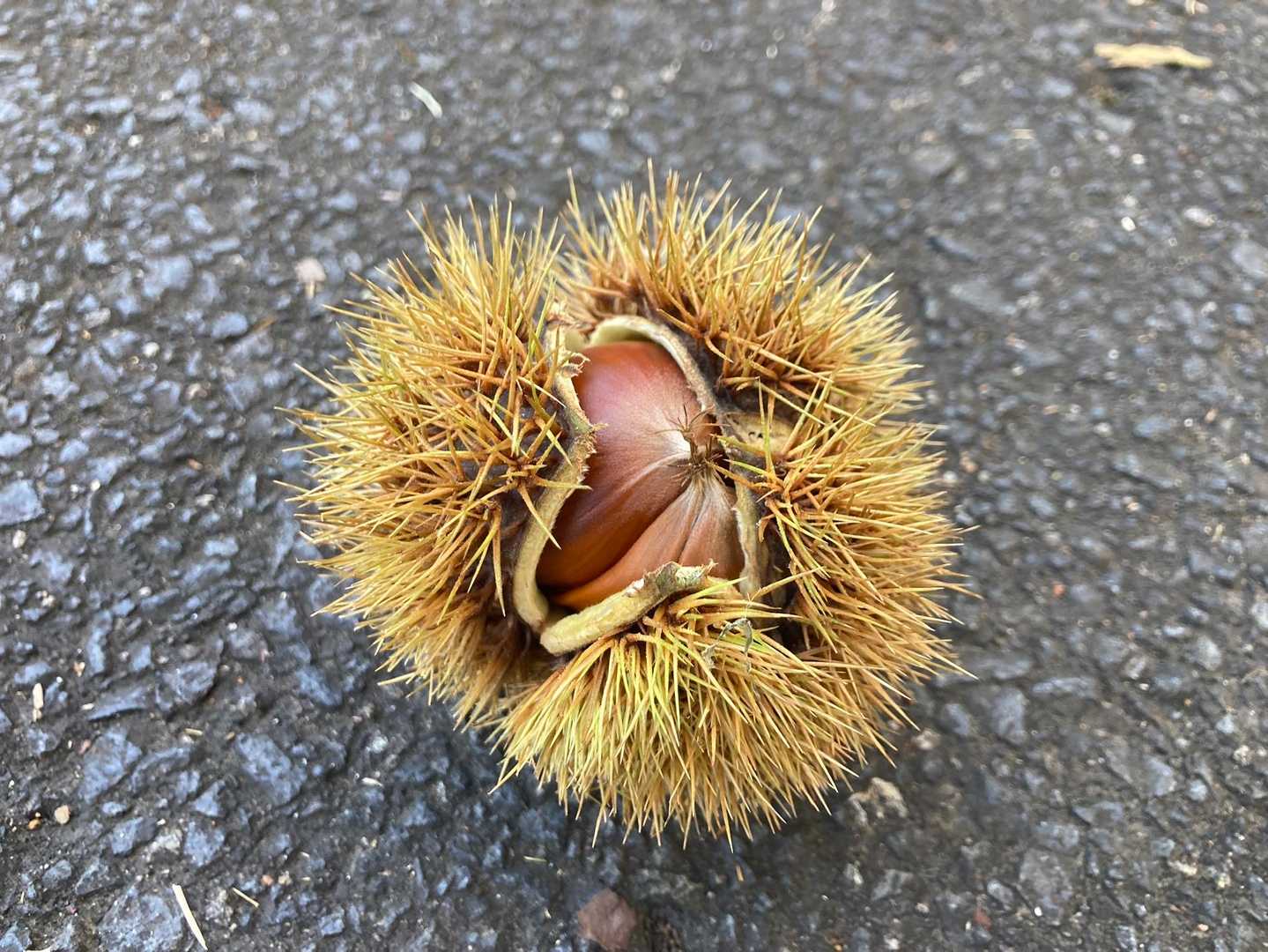 栗発見🌰