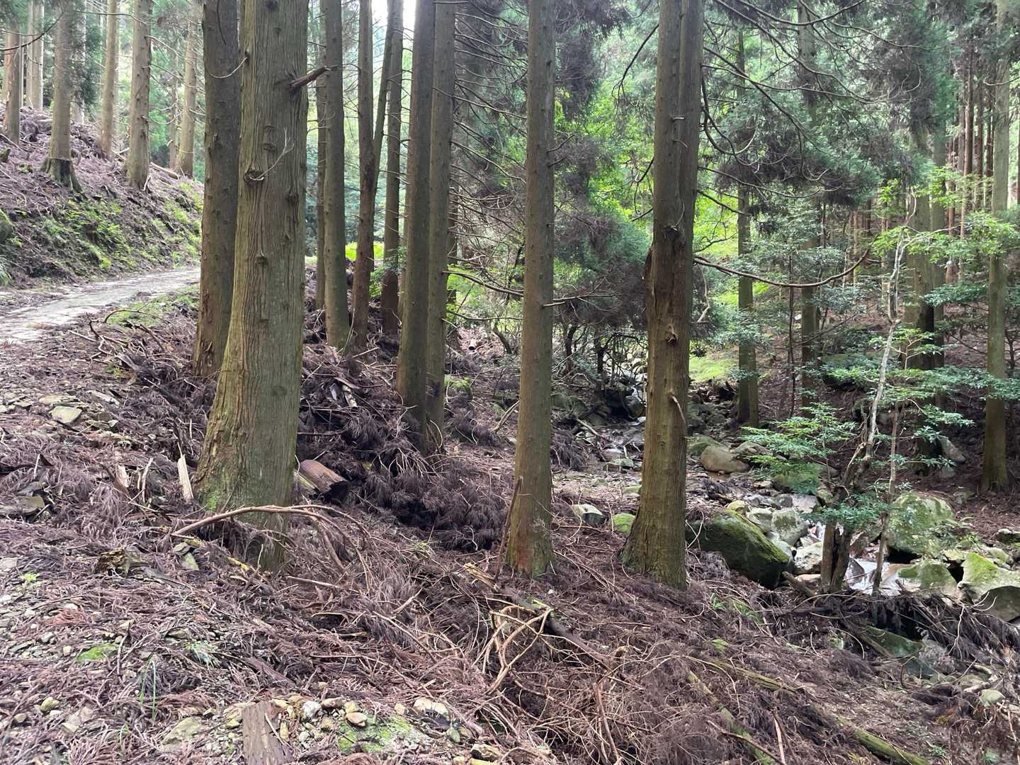 登りは沢沿いのコースでとても気持ち良く登りやすいです