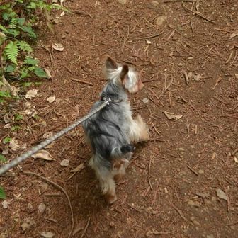 yumi 