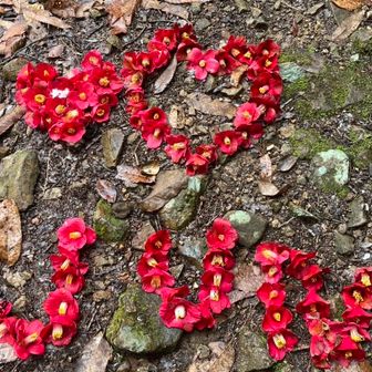 写真右上は山シェフ2 Pさんの作品です❗️

左上は私の作品です‼️（偶然横通った思いついたその瞬間）

続きまして（その20分後）矢筈山の仙人が「ＪＵＮ」との作品を…🤪

散った椿は変わらない美しさ💖

本間素敵な作品になりました😍

感謝‼️皆様に届きたい💕