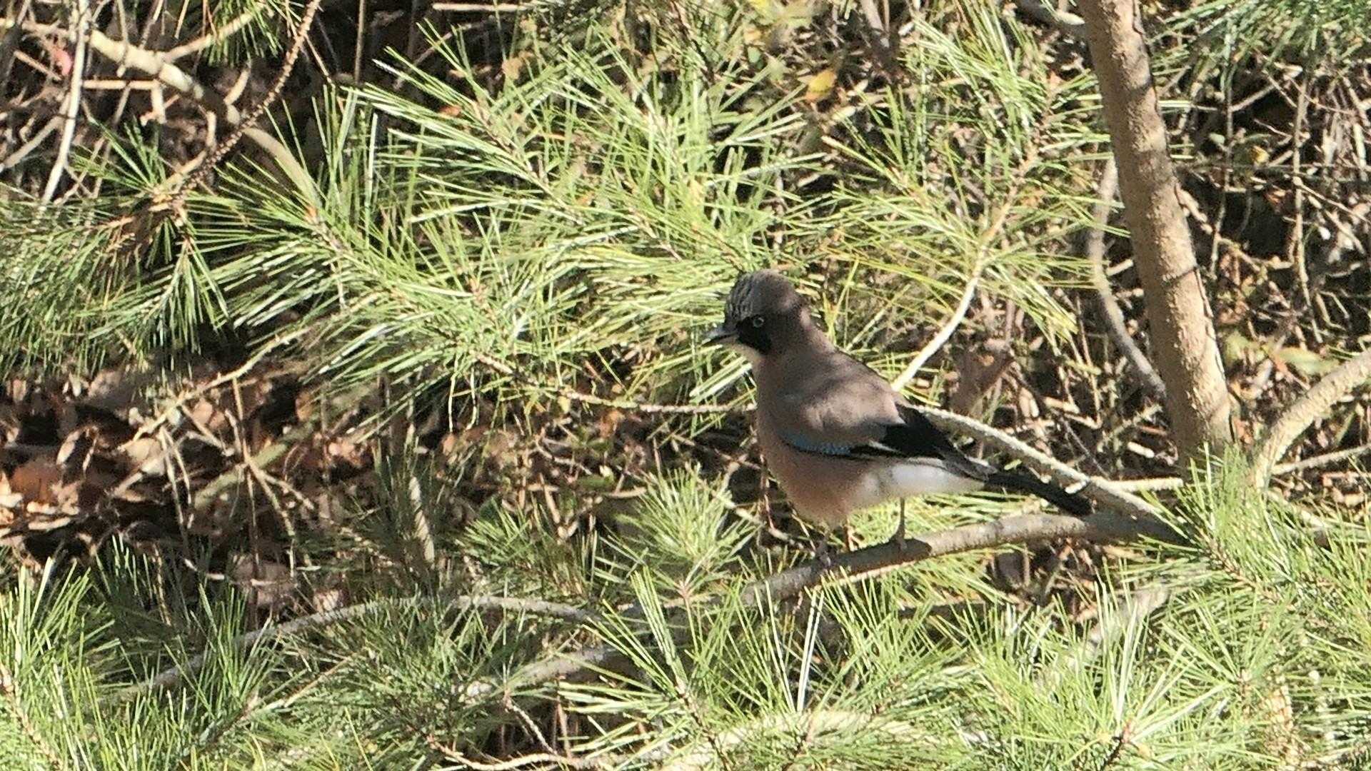 カケスくんがギャーギャー❗