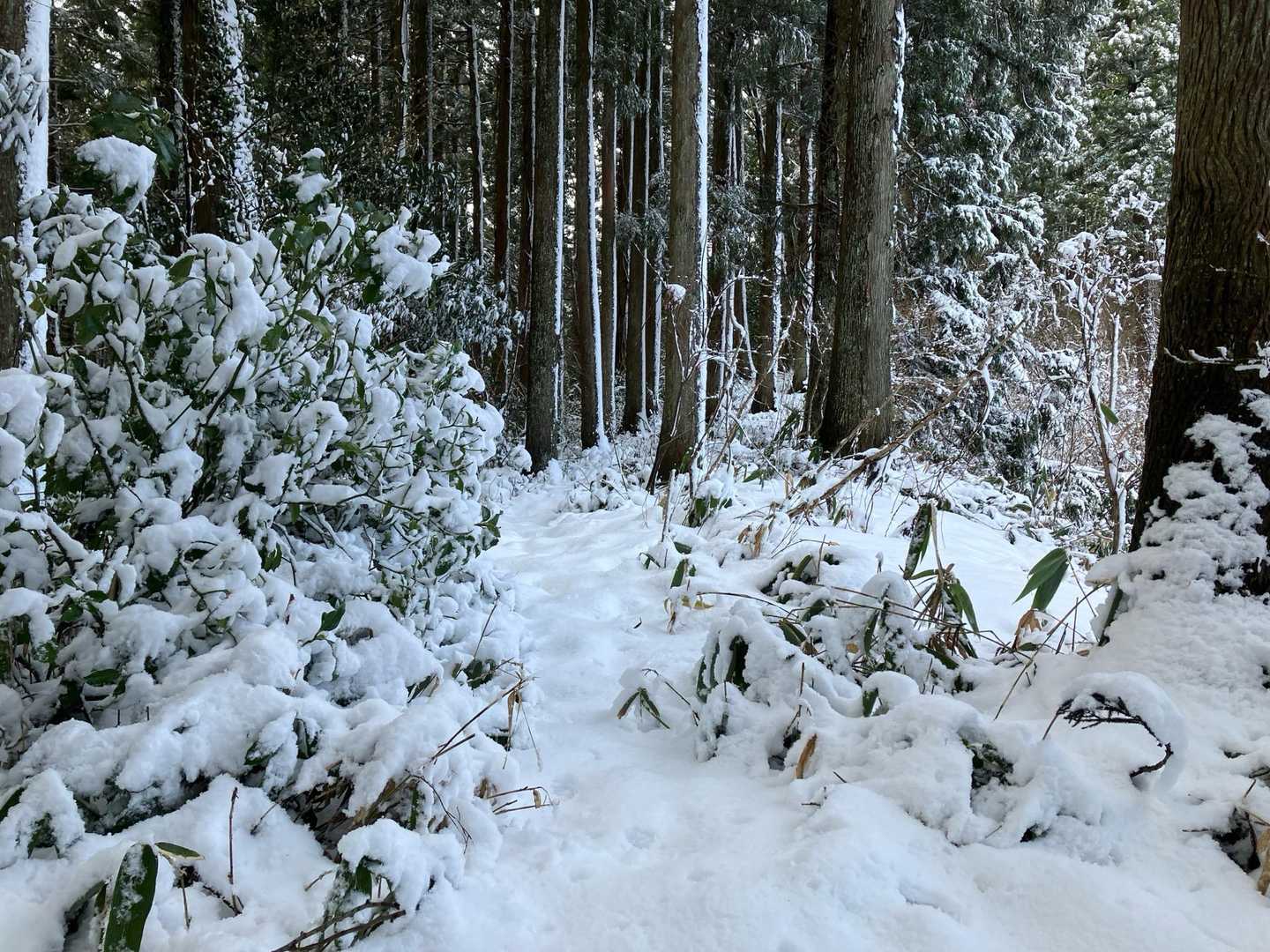 昨夜から朝にかけての雪で
ふわふわの新設が味わえた！