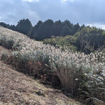 この辺りのススキ🌾が一番綺麗だったな。