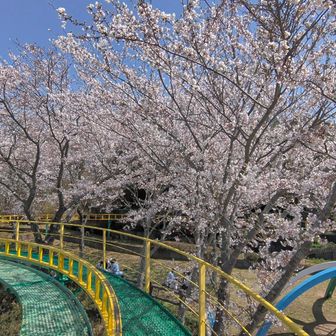 さ～くら～ひら～ひら～♪まい～おり～てお～ちて～～