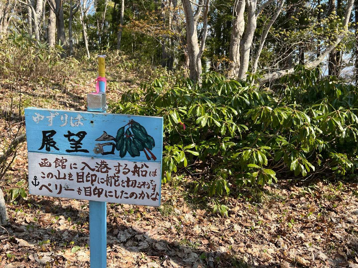 あの茂みの植物がユズリハというのか