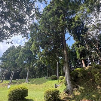 矢立の杉？🌲