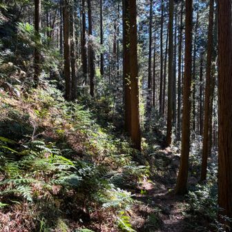 高低差ひどくない気持ち良い木漏れ日の中をゆったりとハイク