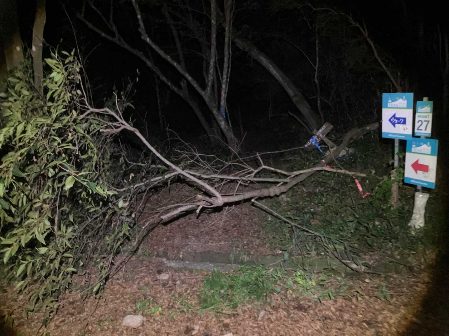 倒木が登山口をふさいじゃってますね
登りはこっちではなく、アスファルト道から登ります