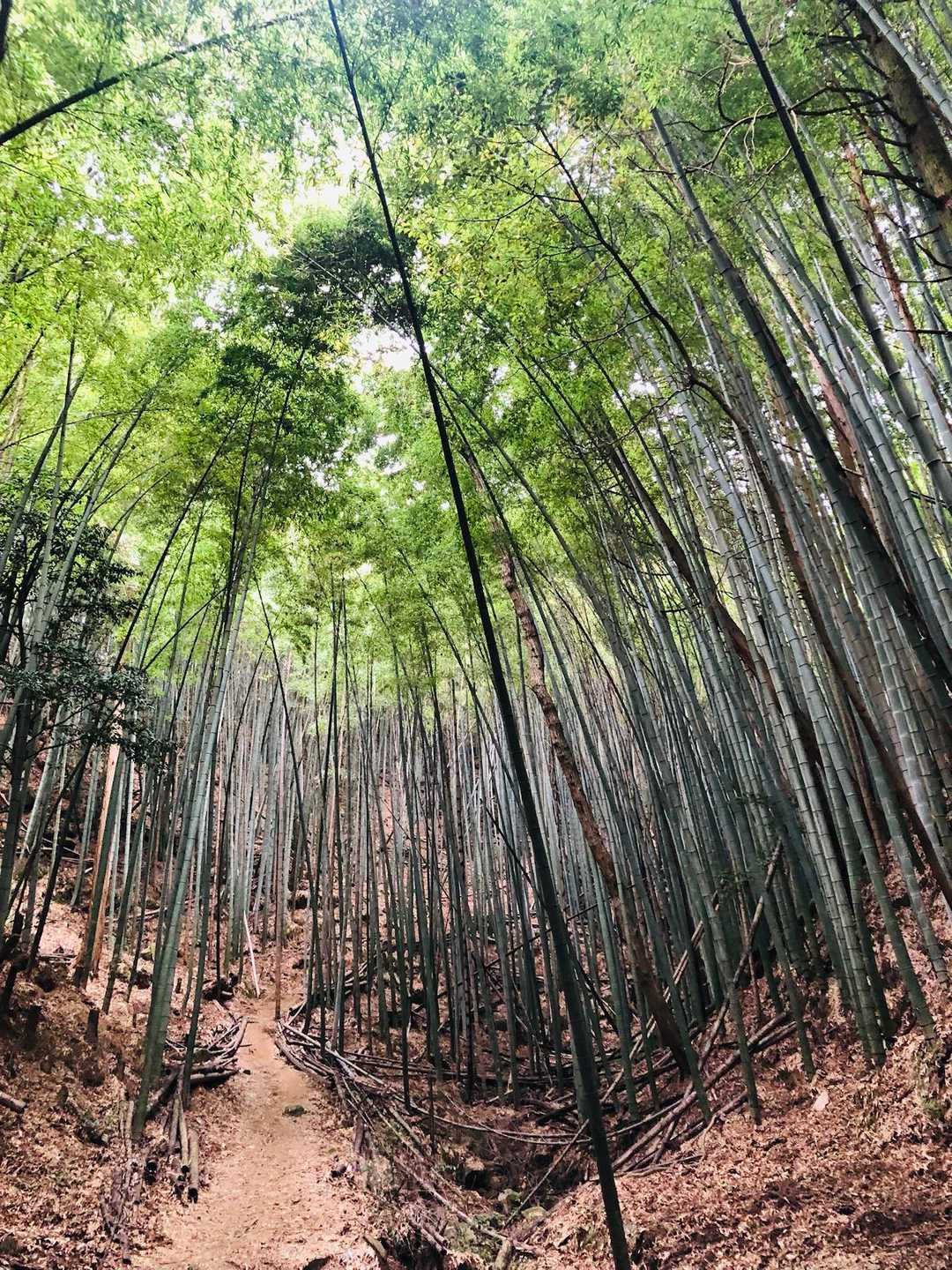 ここの竹林が1番好きかもー