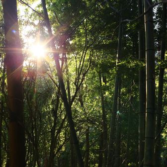 太陽光を浴びる♪