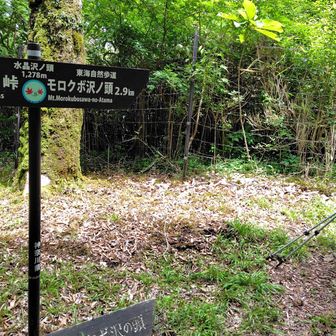 尾根道にはベンチが少ないのですが、白石峠にほど近い水晶沢ノ頭にベンチがあり一息つけました。