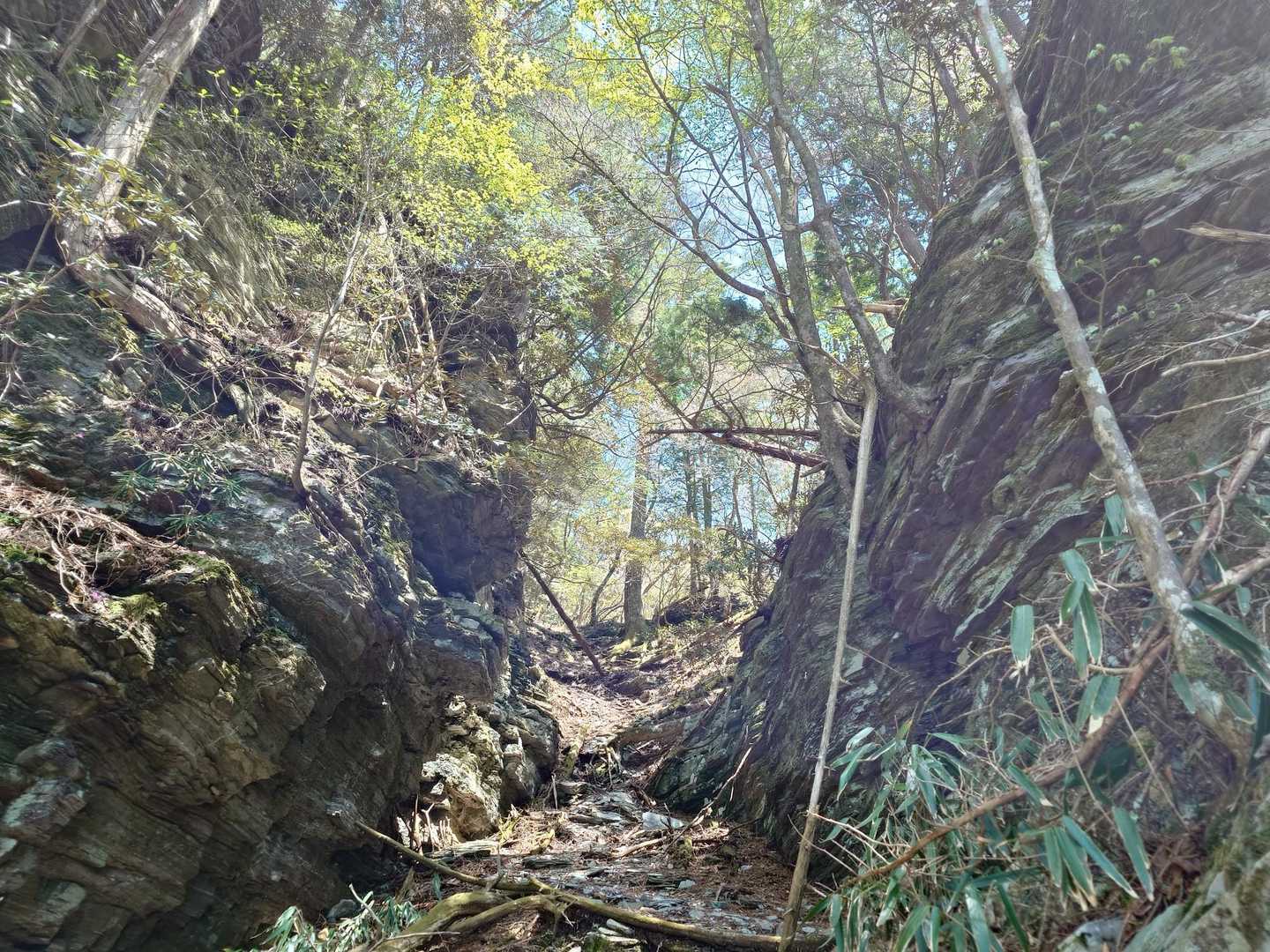 ヒカゲツツジが咲いていた所

洞窟がある稲叢山のそばであることを思い出す！