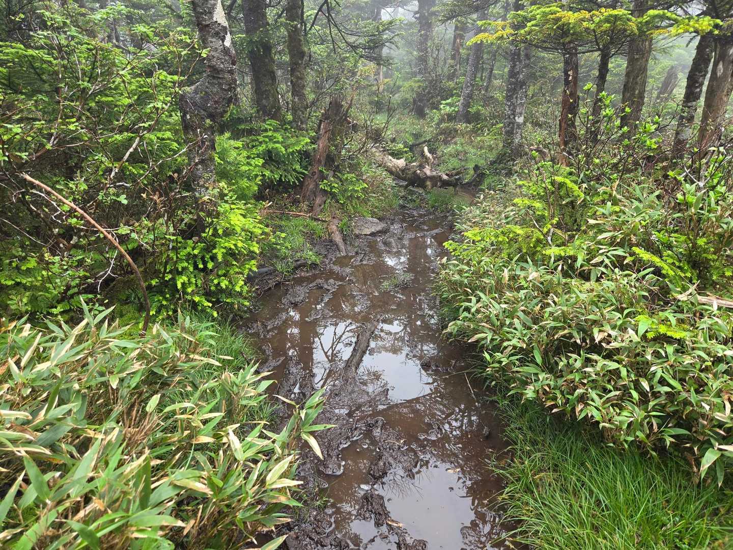 樹林帯はず〜っと泥んこ
