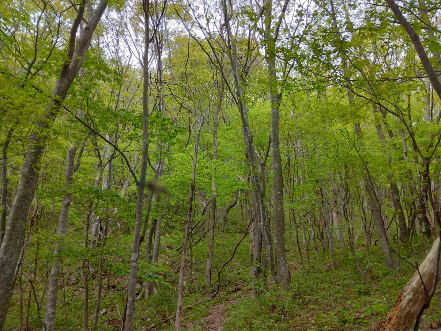 素敵な森でした💚