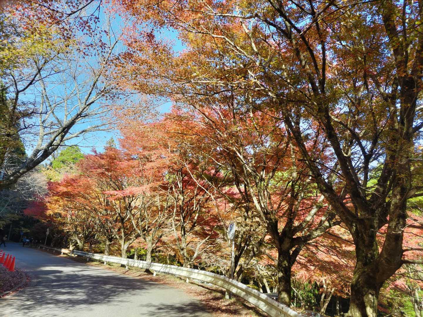 それでも、キレイな🍁。