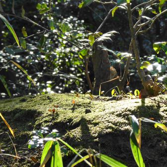 朝の光は美しい✨