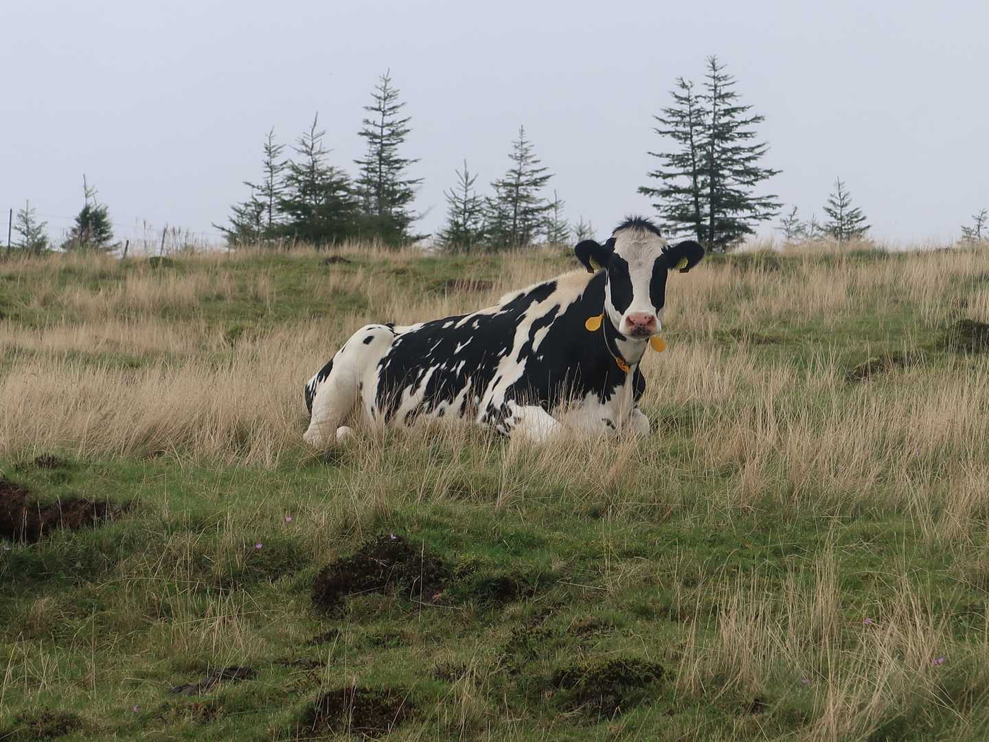 🌻に興味津々の🐄