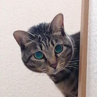 Ryo